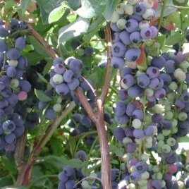 Vivaio di piante di bacche