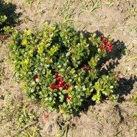 Vivaio di piante di bacche