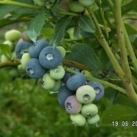 Vivaio di piante di bacche
