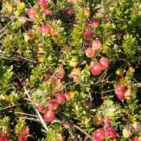 Vivaio di piante di bacche