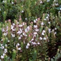 Vivaio di piante di bacche
