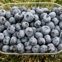 Vivaio di piante di bacche
