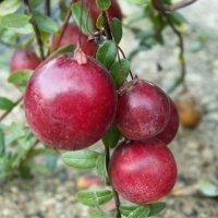 Vivaio di piante di bacche