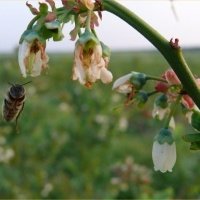 Vivaio di piante di bacche