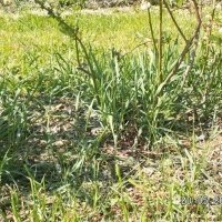 Vivaio di piante di bacche