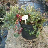 Vivaio di piante di bacche
