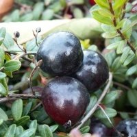 Vivaio di piante di bacche