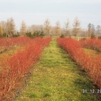 Vivaio di piante di bacche