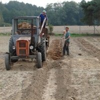 Vivaio di piante di bacche