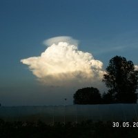 Vivaio di piante di bacche