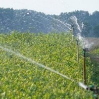 Vivaio di piante di bacche