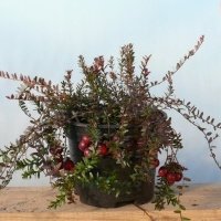 Vivaio di piante di bacche